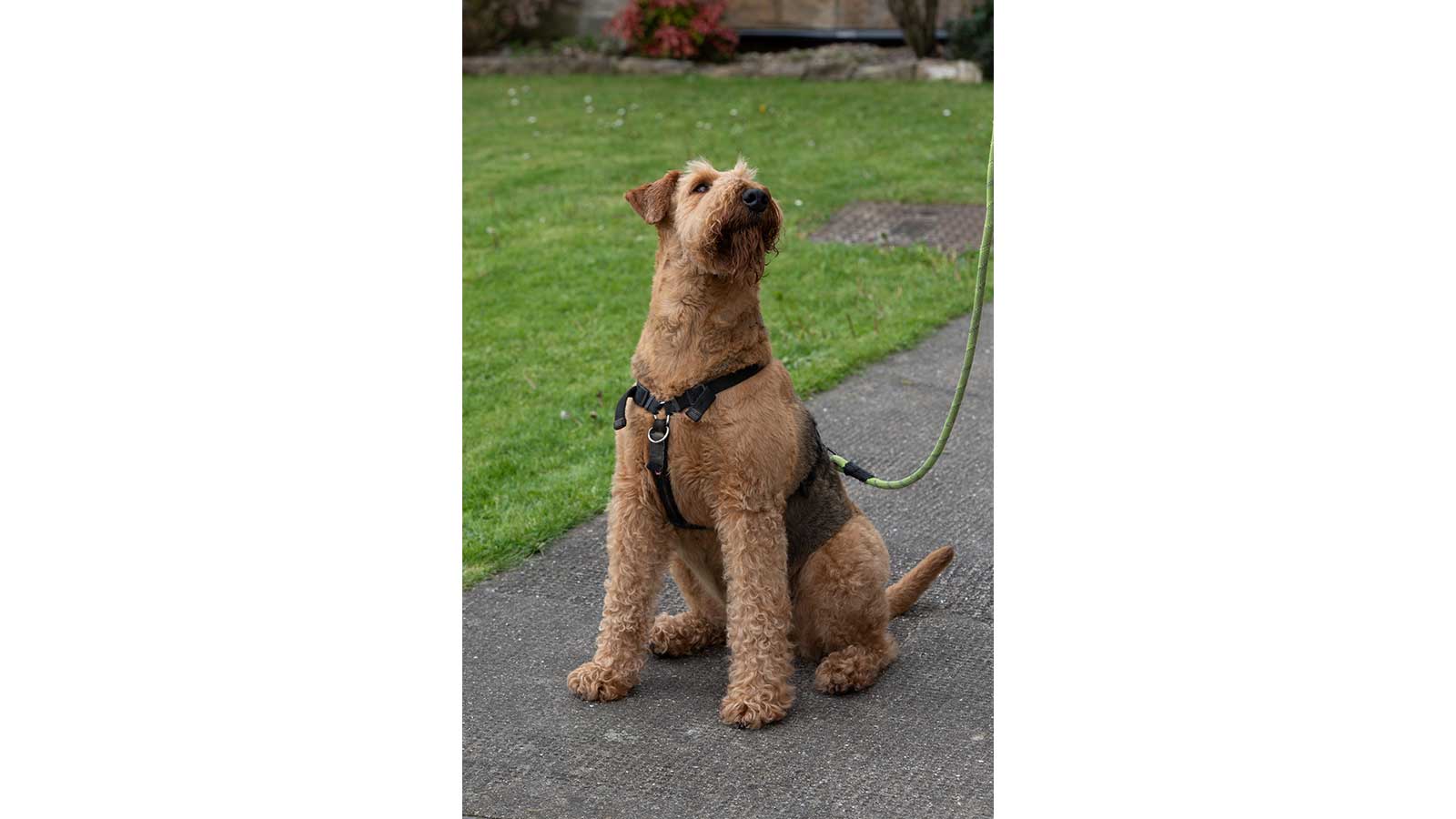 King Charles III Coronation celebrations image