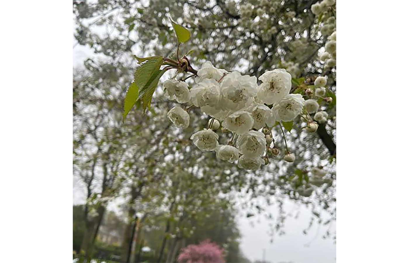 photos by Oliver the paperboy